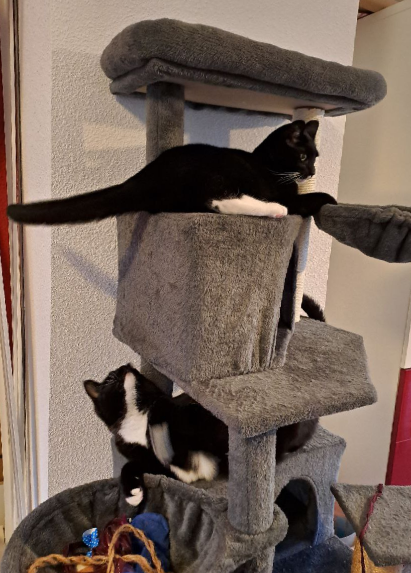 A large grey colored kitty tree with 2 'houses' in it, there are 2 tuxedo kitties visible. On top of the top house (but still below the top platform) is Sjors staring at something to the right of the picture. Sjim's below that top house (sitting on top of the bottom house) and is staring up at Sjors' tail, going to try to grab it.